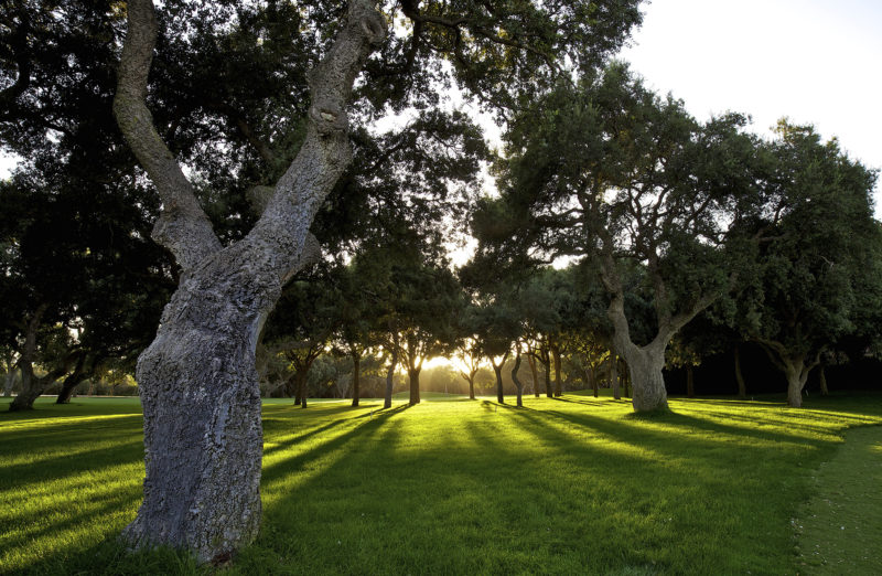 Out-Of-Bounds_Valderrama_golfbana